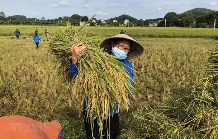 An ninh lương thực tiếp tục được chú trọng. ảnh minh họa: TTXVN.