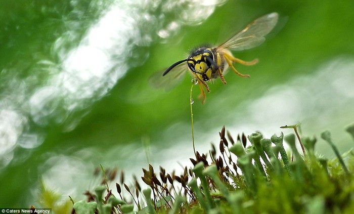 Con ong bắp cày đầu tiên lọt vào tầm ngắm ống kính khi đang thám hiểm giọt sương đọng trên cọng cỏ