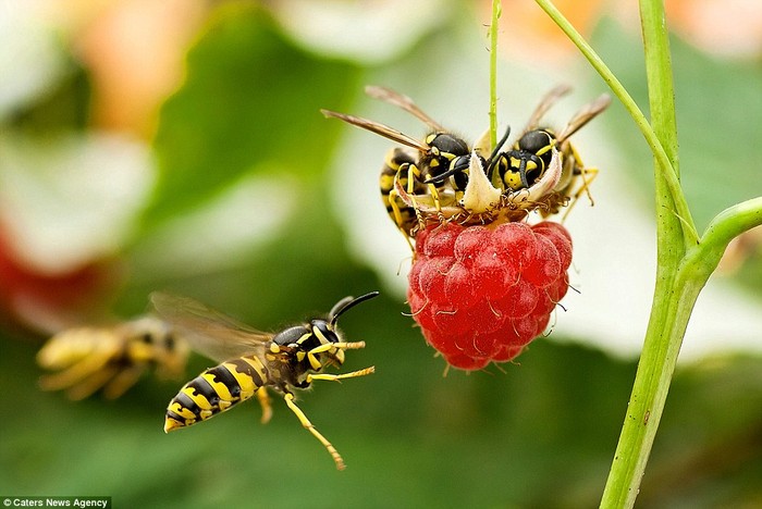 Một vài con ong khác tổ chức bữa tiệc trên trái mâm xôi.