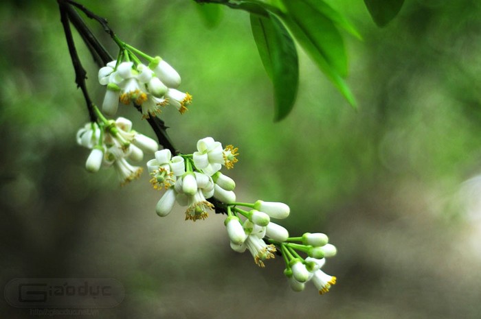 Chùm hoa đu mình trong gió. XEM THÊM NHỮNG HÌNH ẢNH ĐẸP KHẮP MỌI MIỀN ĐẤT NƯỚC