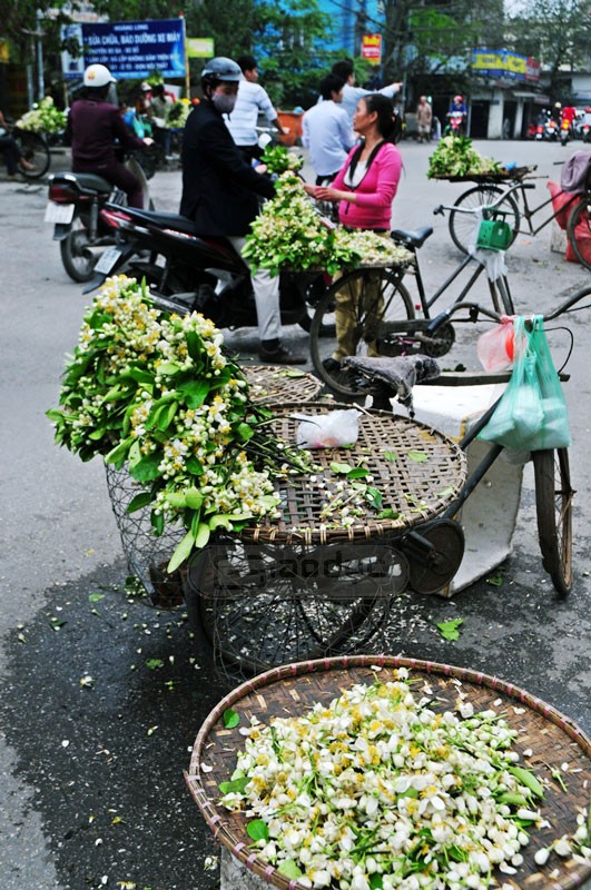 Hoa bưởi tỏa hương nơi góc phố. XEM THÊM NHỮNG HÌNH ẢNH ĐẸP KHẮP MỌI MIỀN ĐẤT NƯỚC