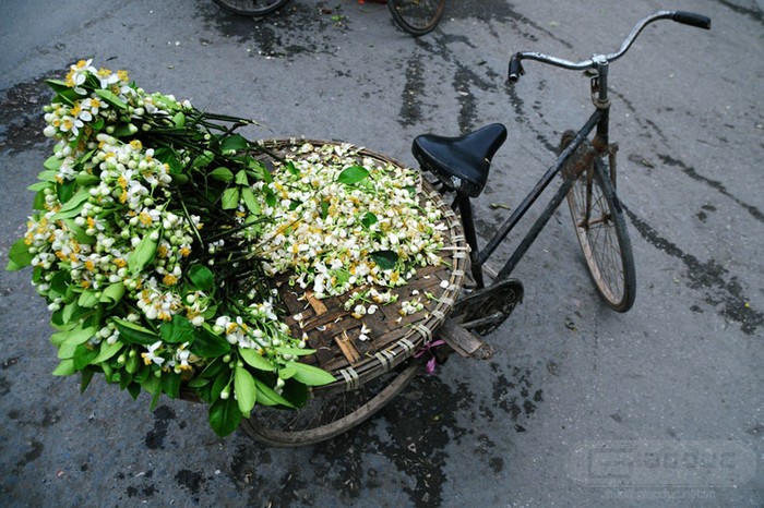 Mùa hoa bưởi qua nhanh nhưng cũng đủ làm lòng người xao xuyến. XEM THÊM NHỮNG HÌNH ẢNH ĐẸP KHẮP MỌI MIỀN ĐẤT NƯỚC