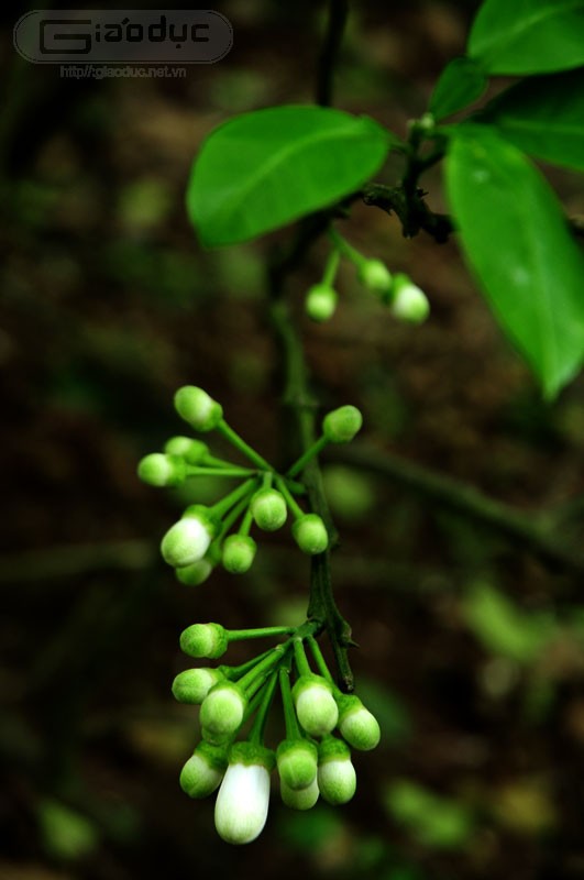 Từ nách lá già đã rụng, những nụ non đâm ra chen cùng trồi lá mới. XEM THÊM NHỮNG HÌNH ẢNH ĐẸP KHẮP MỌI MIỀN ĐẤT NƯỚC