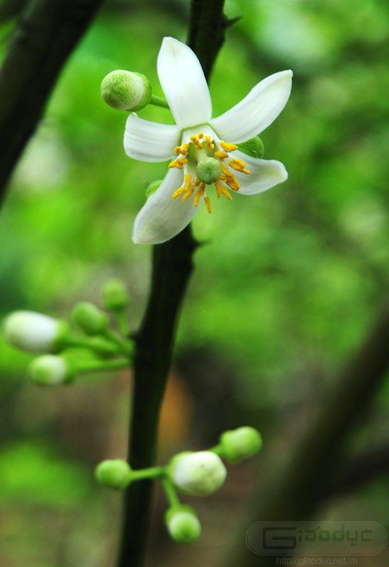 Hoa chớm nở cánh hơi ngả về sau, khi nắng mới lên cánh cong hết về phía cuống, đây là lúc hoa đượm hương nhất. XEM THÊM NHỮNG HÌNH ẢNH ĐẸP KHẮP MỌI MIỀN ĐẤT NƯỚC