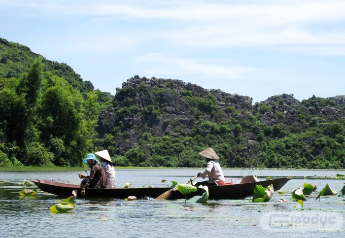 Những thung có sen tại hồ thường bắt đầu vào mùa sau các nơi khác. Xem thêm 'Say' với cảnh sắc nước non hùng vĩ lãng mạn của hồ Quan Sơn (P1)