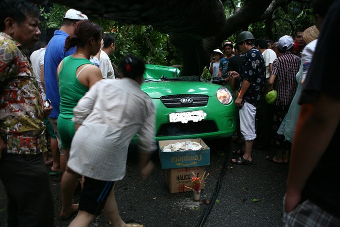 Một cành lớn của cây đã đè đúng phía lái xe ngồi.