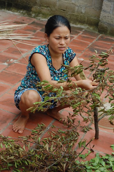 Về làng... "cây có ma" ảnh 2