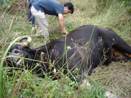 Huế: Nghẹt thở cuộc săn bò tót ở sân bay, Tin tức trong ngày, bo tot huc chet nguoi, bo tot, ban thuoc me, san bay phu bai, dong vat hoang da, dong vat rung, sinh vat rung, dong vat nguy hiem, bo tot, bo tot huc nguoi, bo tot du dan, bao, tin nhanh, tin hot, tin tuc