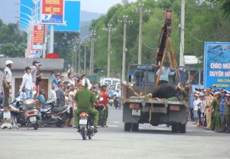 Huế: Nghẹt thở cuộc săn bò tót ở sân bay, Tin tức trong ngày, bo tot huc chet nguoi, bo tot, ban thuoc me, san bay phu bai, dong vat hoang da, dong vat rung, sinh vat rung, dong vat nguy hiem, bo tot, bo tot huc nguoi, bo tot du dan, bao, tin nhanh, tin hot, tin tuc