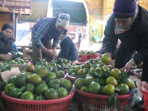 Hơn 1 tháng nữa cam Hà Giang mới vào chính vụ, nhưng trên thị trường Hà Nội đã tràn ngập những loại cam giá rẻ được quảng cáo là cam Hà Giang.