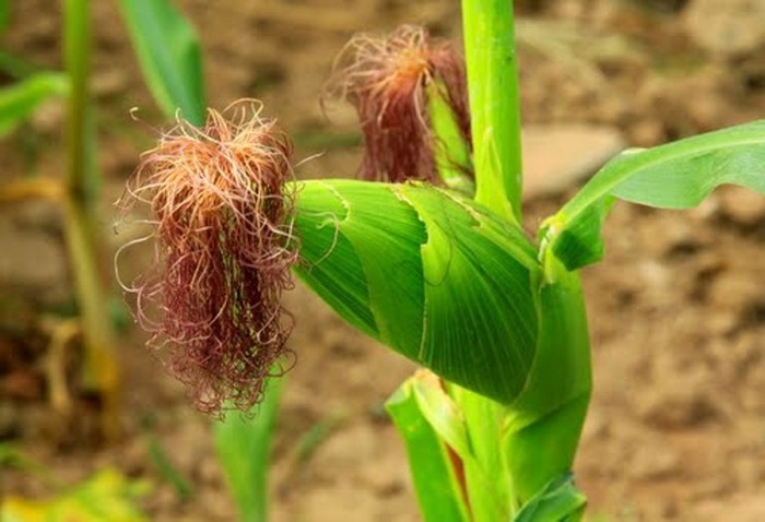 7. Râu ngô, đương quy vĩ: Râu ngô tươi 120g, đương quy vĩ 30g. Râu ngô phơi khô cắt thành đoạn 1cm. Bỏ đương quy vĩ vào trong nồi rang sơ, sau đó cắt thành sợi nhỏ.