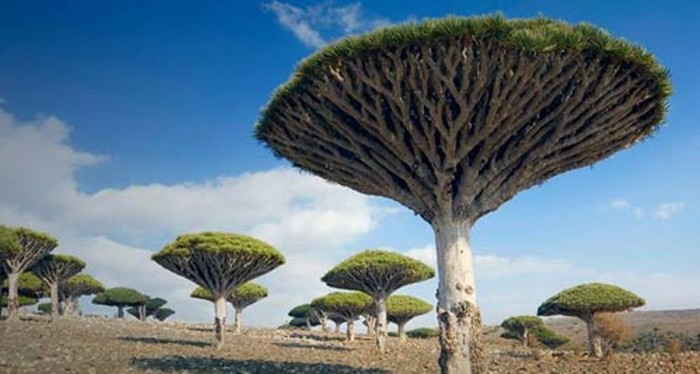 Theo sau cánh đồng muối Salar de Uyuni, đảo Socotra của Yemen xếp ở vị trí thứ 99 trong danh sách. Nằm trên Ấn Độ Dương cách Somalia 250 km, đảo Socotra được đánh giá là có hệ động thực vật rất phong phú và độc đáo nhất châu Âu, được UNESCO công nhận là Di sản thiên nhiên thế giới tháng 7/2008.