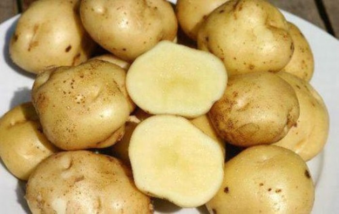 6. Chữa gout bằng khoai tây: Khoai tây 250g, dầu thực vật 30g. Rán khoai tây trong dầu thực vật, rồi trộn với xì dầu, gia vị. Ăn hàng ngày, dùng rất tốt mỗi khi bệnh tái phát.