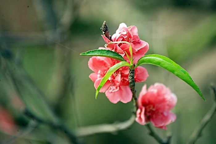 Những bông hoa rung rinh khoe sắc trong những ngày cuối đông 2012.