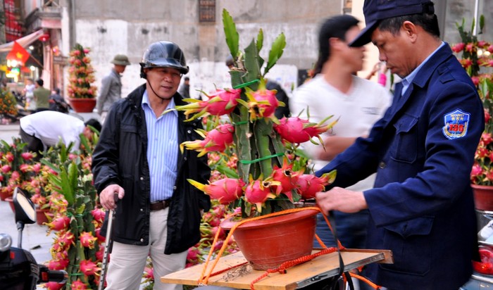 Nhiều khách hàng chọn cây thanh long cảnh về "chơi" Tết.