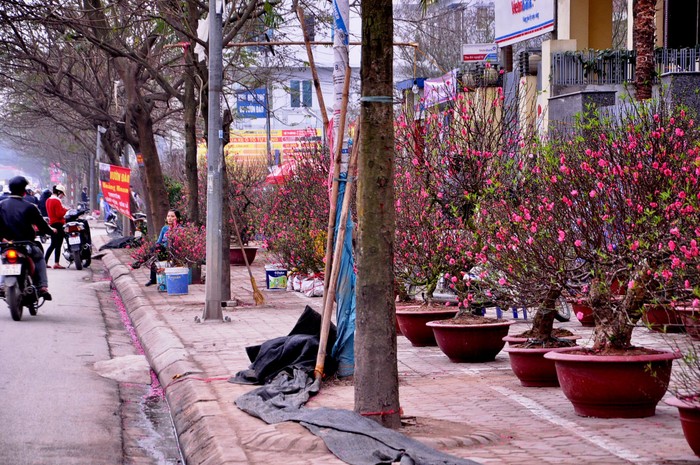 Thanh long cảnh được sự chú ý và quan tâm của nhiều người dân, nhưng đào và mai lại vắng bóng khách đến xem hàng.