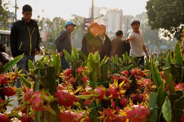 Sự độc đáo và khác lạ của thanh long cảnh đã làm cho nhiều người dân vào xem và tìm hiểu.