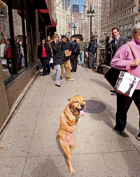 "Chú chó mang tên "Hope" và nghị lực sống phi thường. Chú có thể đi lại, sinh hoạt bằng hai chân như người". Nghị lực phi thường của chú chó "Hope" nhận được 14,583 lượt like của cộng đồng mạng.