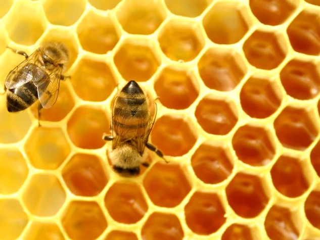 Mật ong được xem là một loại kháng sinh tự nhiên.