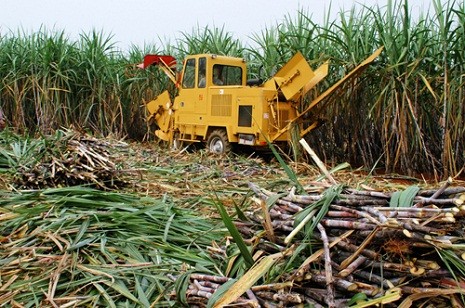 Mía đường, mủ cao su sẽ là các lĩnh vực mang lại nguồn thu khổng lồ cho Tập đoàn.