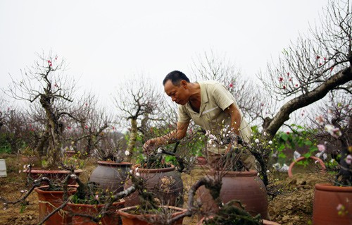 Tỉa bớt hoa mai để tôn lên dáng phong sương, yêu kiều của loài mai trắng. Ảnh: Xuân Tùng.