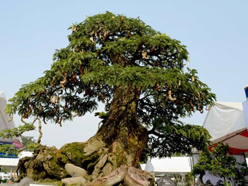 Tại chợ hoa tết TP.HCM được khai mạc ngày 23/1 vừa qua, bonsai cổ thụ dáng “Xuân thắm tình quê“ giá 1,2 tỉ đồng tại chợ hoa tết Phú Mỹ Hưng - Ảnh: Diệp Đức Minh