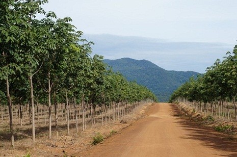 Hiện nay, bầu Đức có tổng cộng 48.800 ha cao su và cọ dầu tại Việt Nam, Campuchia và Lào.