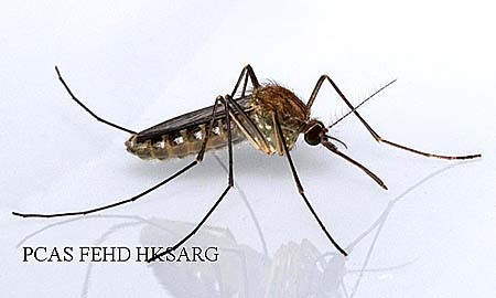 Muỗi Culex Tritaeniorhynchus – trung gian truyền bệnh viêm não Nhật Bản.
