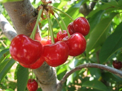 Quả Cherry.