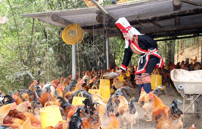 Tỉnh Quảng Ninh ưu tiên dành cơ chế, nguồn lực tập trung cho việc phát triển kinh tế - xã hội và đảm bảo quốc phòng – an ninh tại vùng đồng bào dân tộc thiểu số. (Ảnh minh hoạ: Trúc Linh)