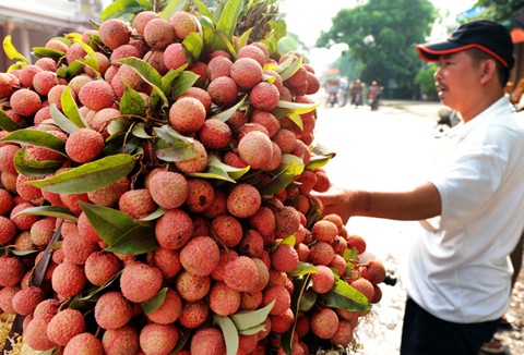 Nông dân trồng vải đang rất kỳ vọng vào Bộ KH&amp;CN.