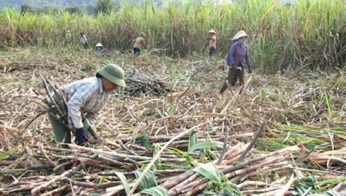 Ảnh nông dân thu hoạch mía - nguồn Viện nghiên cứu Mía đường.