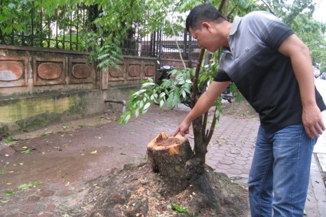 Cây sưa bị đốn hạ trong đêm mưa bão