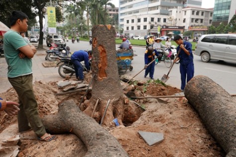 Trước đó, việc thay thế cây xanh diễn ra trên địa bàn thành phố Hà Nội vấp phải sự phản ứng quyết liệt từ phía dư luận (ảnh: internet)