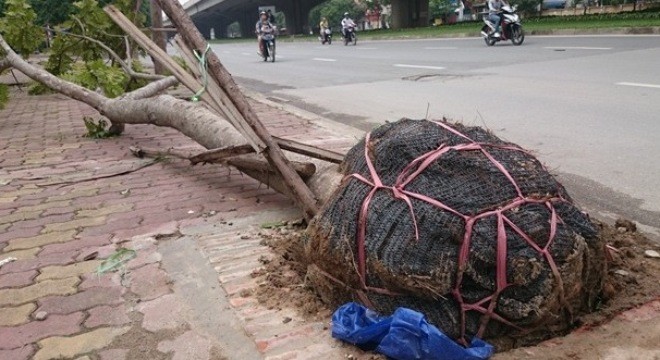 Cây mới được trồng khi bị bật gốc trên đường Khuất Duy Tiến thì &quot;lộ&quot; nguyên bọc bầu (ảnh: Báo Lao động)