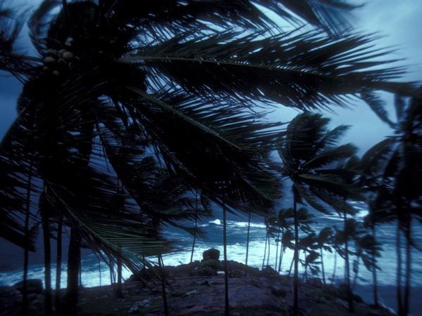4. Gió mùa thổi qua thủ phủ Trivandrum, Ấn Độ Hình ảnh những trận mưa với gió mùa như đang muốn quật ngã đồi cọ đã mang nước đến cho thủ phủ Trivandrum bang Kerala, Ấn Độ, giảm bớt gánh nặng trong những ngày nắng nóng kéo dài. Tuy nhiên, đơt mưa lớn này lại gây ra lũ lụt, và bùng phát dịch bệnh trong vùng.