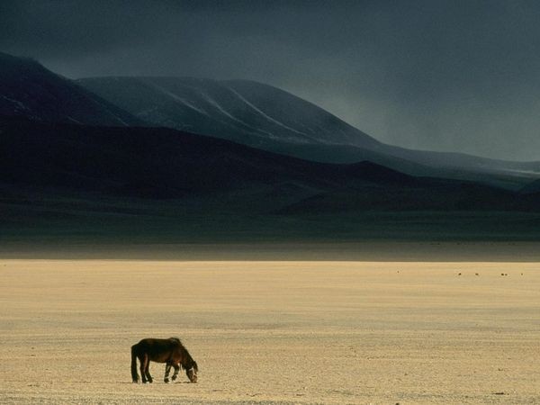 7. Thảo nguyên Mông Cổ Giống như phương pháp tiếp cận bão, một chú ngựa đã được thả trên thảo nguyên bao la vùng Mông Cổ. Các khu vực đồng cỏ rộng như này đều mang khí hậu đặc trưng là khô và có sự chênh lệch lớn giữa nhiệt độ nóng và lạnh.