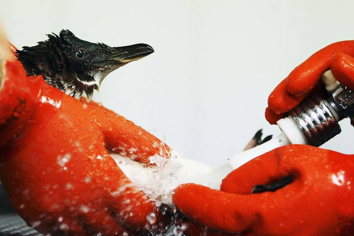 20. Chú chim cánh cụt này đang được một nhân viên rửa sạch dầu trên thân tại Cơ sở xử lý nước thải ở Tauranga, New Zealand ( 18/10/2011).