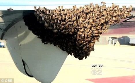 Chuyến bay của hãng hàng không Delta đã phải hoãn vì ong làm tổ trên cánh máy bay.