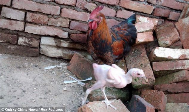 Looks fowl: Mr Feather makes this cock and the farm's hens look hirsute