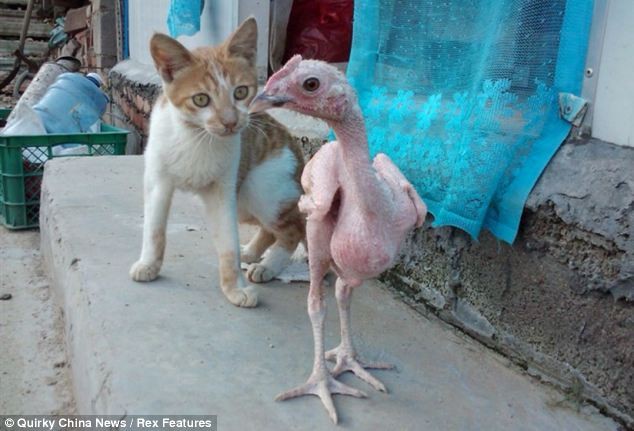 Tempting: Mr Feather, the five-month-old featherless chicken, being chased by a cat