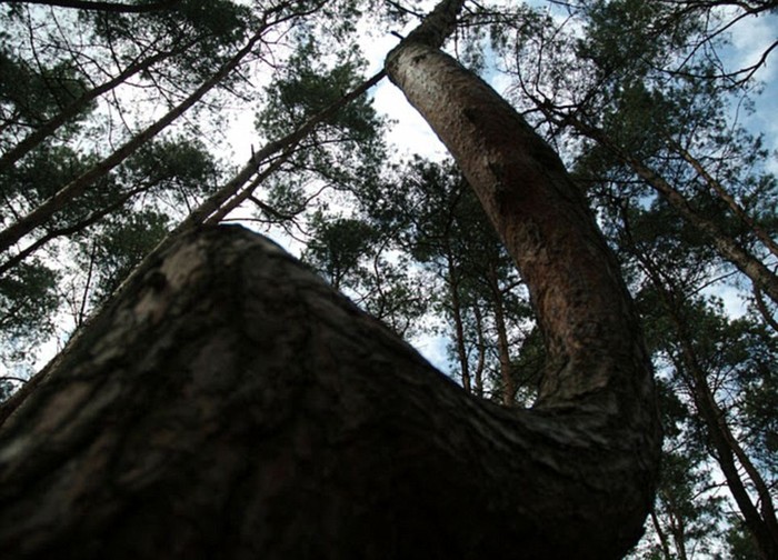 Rừng thông bí hiểm này bắt đầu được trồng vào năm 1930 và được bao bọc bên ngoài bởi cánh rừng thông thẳng đứng.