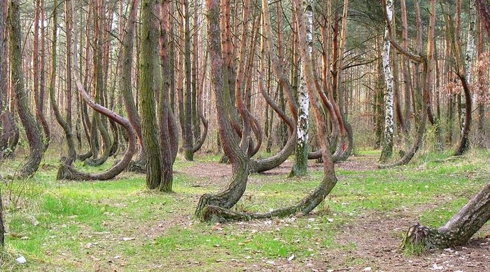 Những cây thông trong cánh rừng này được uốn cong bằng một phương pháp độc đáo và bị bỏ hoang do sự bùng nổ của chiến tranh Thế giới lần 2.