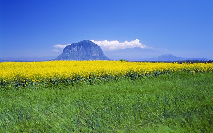 Được hình thành từ những đợt phun trào núi lửa nên trên Jeju đâu đâu cũng thấy đá đen.