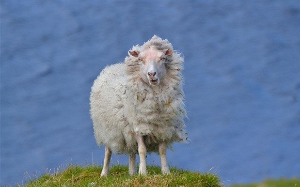Nụ cười e thẹn khi chinh phục một đỉnh cao của một con cừu. Ảnh Emily Biggs.