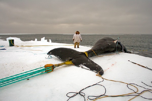 Nhóm thợ săn Eskimo sẽ tới những khu vực cá voi thường xuất hiện nhất ở Alaska và vịnh Hy vọng rồi tìm một địa điểm thuận lợi để dựng trại bắt đầu chuyến săn dài ngày.