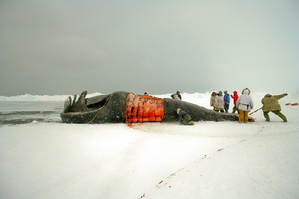 Thợ săn Eskimo xẻ thịt cá voi