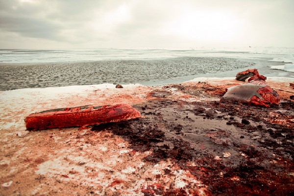 Tảng băng đẫm máu của con cá voi mà nhóm thợ săn Eskimo vừa xẻ thịt