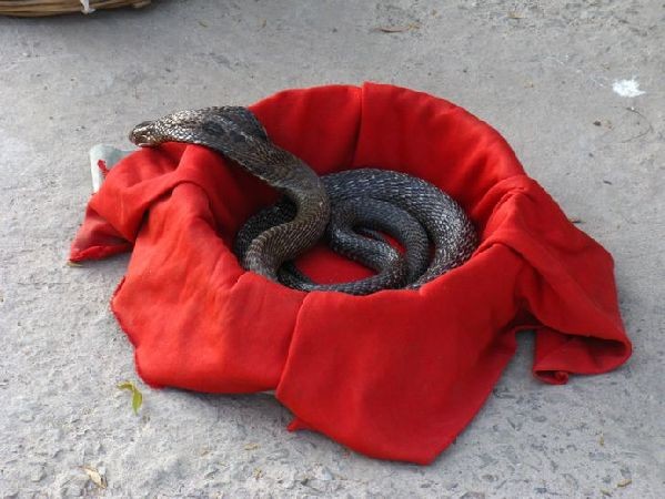 Những người huấn luyện rắn thường xuyên phải tiếp xúc với những con rắn cực độc.