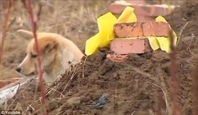 Con chó nhỏ màu vàng trung thành nằm phục bên cạnh mộ của chủ nhân cũ của nó kể từ khi ông qua đời hồi đầu tháng 11